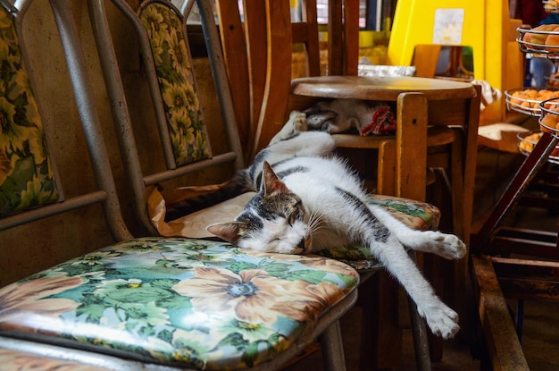 Il gatto dorme su una sedia con accanto tanti cachi secchi