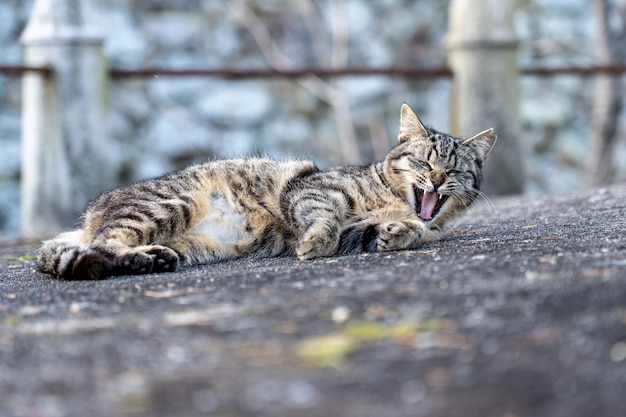 Il gatto dormiva su un cortile di pietra in un tempio in Giappone.