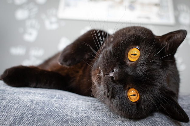 Il gatto dritto scozzese nero guarda la telecamera