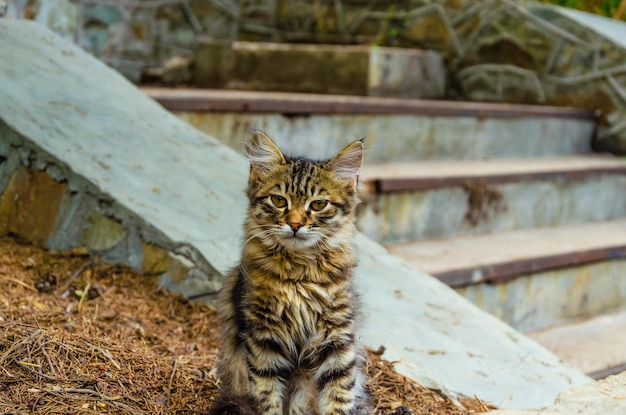 Il gatto è seduto fuori vicino alle scale.