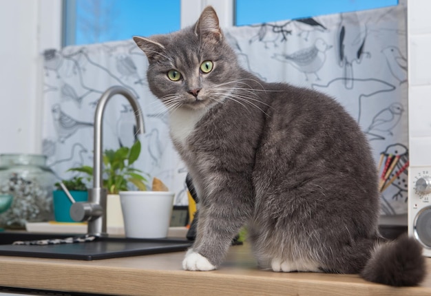 Il gatto è seduto sul bancone della cucina