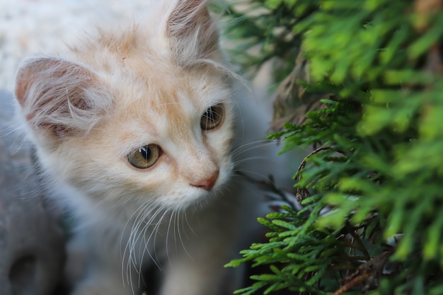 Il gatto è sotto l'albero