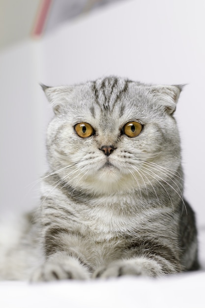 Il gatto è tozzo sul letto bianco nella stanza.