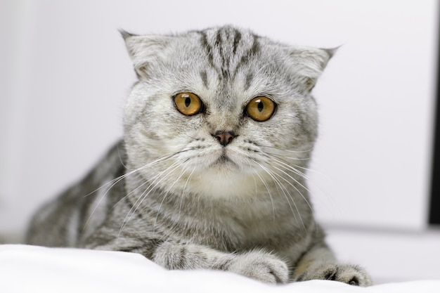 Il gatto è tozzo sul letto bianco nella stanza.