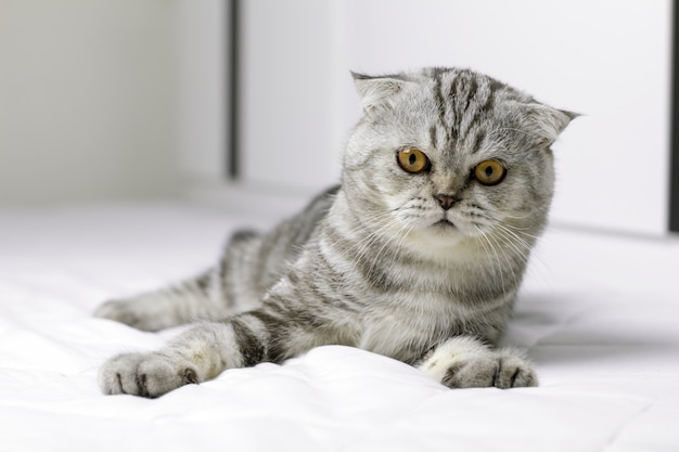 Il gatto è tozzo sul letto bianco nella stanza.