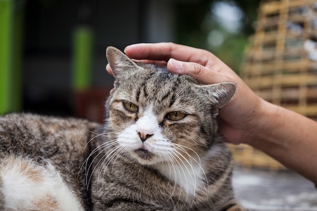 Il gatto era felice quando si massaggiava la testa.