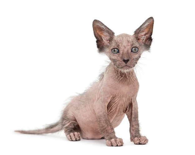 Il gatto gattino Lykoi chiamato anche gatto lupo mannaro