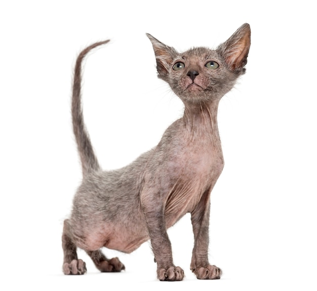 Il gatto gattino Lykoi chiamato anche gatto lupo mannaro