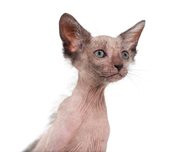 Il gatto gattino Lykoi chiamato anche gatto lupo mannaro