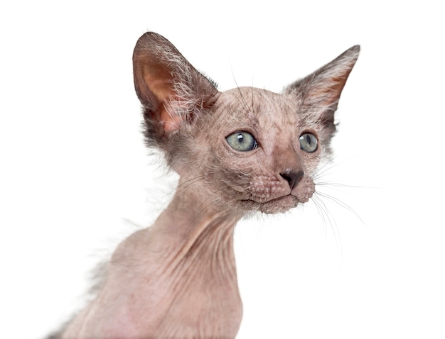 Il gatto gattino Lykoi chiamato anche gatto lupo mannaro