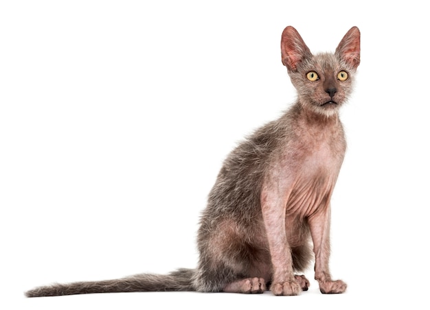 Il gatto gattino Lykoi chiamato anche gatto lupo mannaro