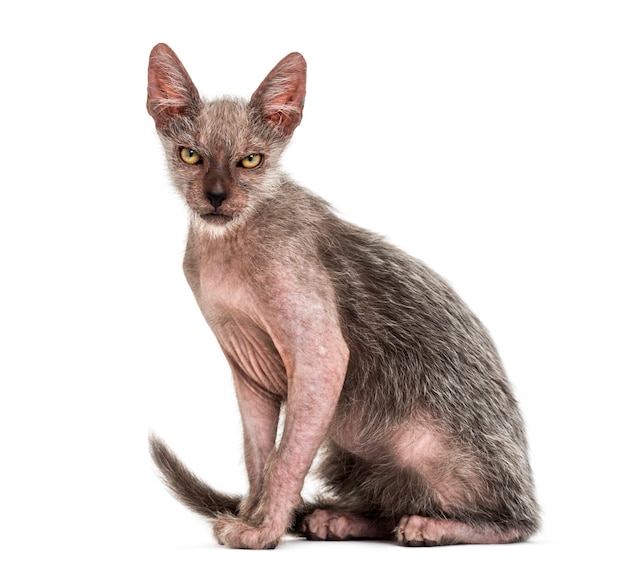 Il gatto gattino Lykoi chiamato anche gatto lupo mannaro