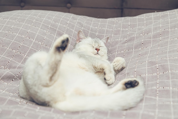 Il gatto giace in una posizione divertente sul letto Gatto argentato a pelo corto britannico in un interno domestico