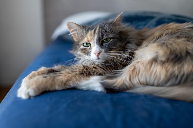 Il gatto giace su un letto con un copriletto blu