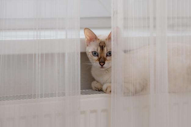 il gatto giace su un radiatore di riscaldamento sullo sfondo di una parete grigia e riscalda il riscaldamento centrale