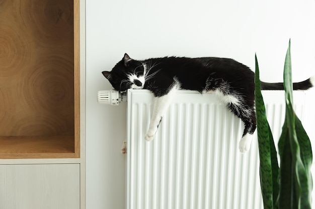 Il gatto giace su un termosifone