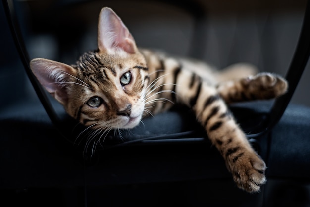 Il gatto giace su una sedia nera e guarda nel telaio