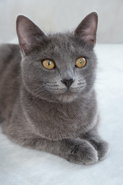 il gatto giace su uno sfondo grigio Concetto clinica veterinaria o mangime per animali Blog di gatti verticale