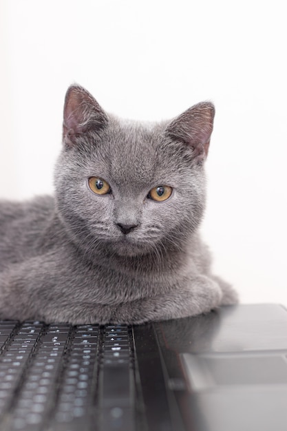 Il gatto giace sul portatile. Lavorando su un computer. Razza britannica.