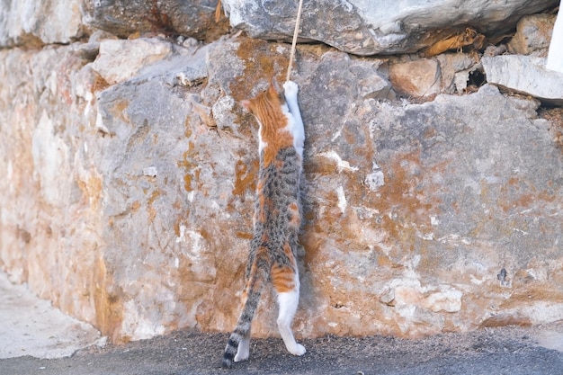 Il gatto gioca con un ramoscello sulla superficie del muro di pietra strutturato