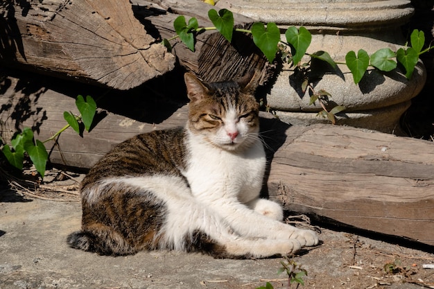 Il gatto grasso randagio dorme all'esterno