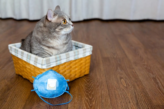 il gatto grasso siede in un cesto di vimini accanto alla maschera protettiva e guarda di lato Isolamento e quarantena