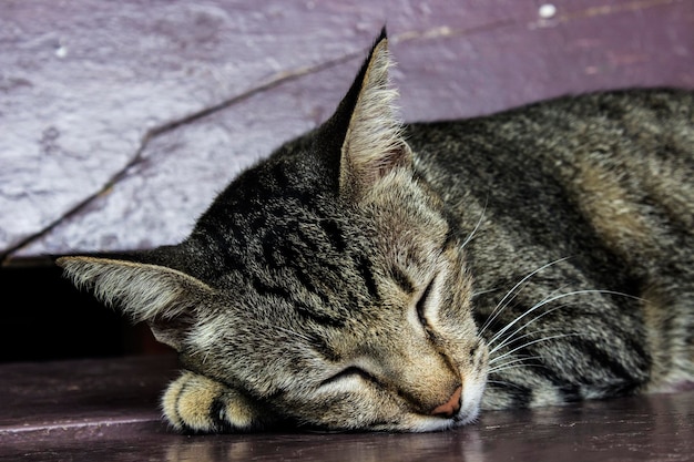 Il gatto grigio a pelo corto dorme profondamente sul pavimento