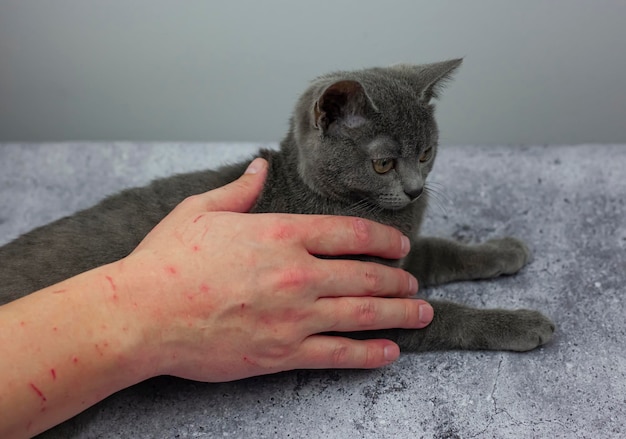 Il gatto grigio aggressivo ha attaccato la mano Bellissimo gatto carino che gioca con la mano della donna e morde con emozioni divertenti