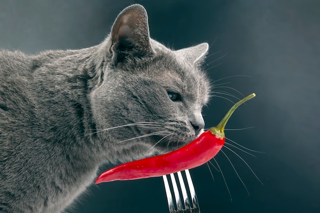 Il gatto grigio annusa il peperoncino rosso. cibo e animali domestici. curiosità e olfatto
