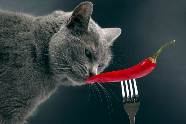 Il gatto grigio annusa il peperoncino rosso. cibo e animali domestici. curiosità e olfatto