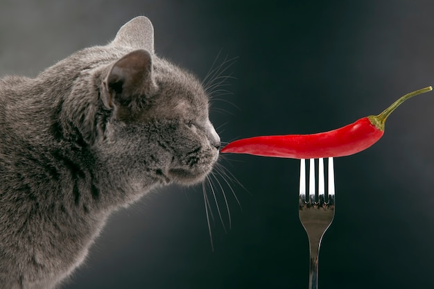 Il gatto grigio annusa il peperoncino rosso