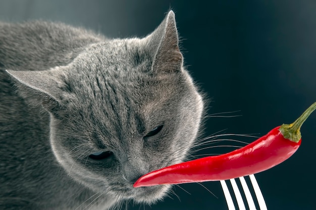 Il gatto grigio annusa il peperoncino rosso