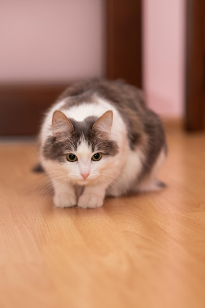 Il gatto grigio bianco nella stanza gioca e caccia Il gatto prima di saltare per attaccare giocando con i gatti a casa