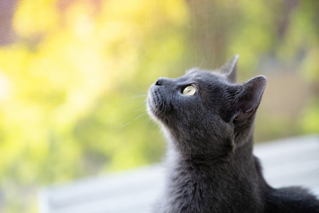 Il gatto grigio Chartreux guarda fuori dalla finestra