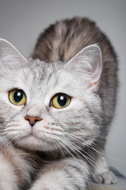 Il gatto grigio della razza britannica si tira su dopo il sonno primo piano testa di gatto ritratto a fuoco