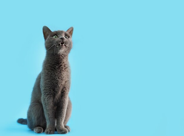 Il gatto grigio di razza blu russo si siede su uno sfondo blu e miagola, spazio libero per il testo