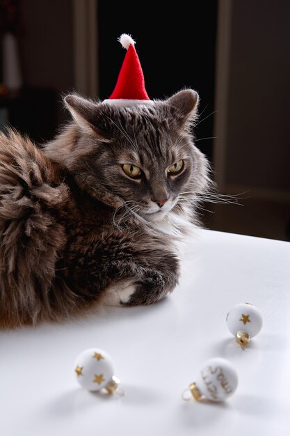 Il gatto grigio divertente sta giocando con il giocattolo di Natale