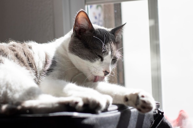 Il gatto grigio e bianco più carino sdraiato su una borsa per laptop Luce della finestra Messa a fuoco selettiva