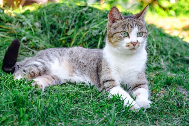 Il gatto grigio è sdraiato su un'erba verde