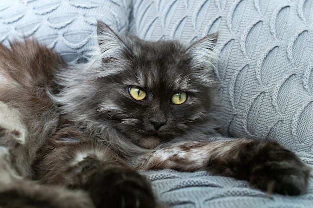 Il gatto grigio e soffice con gli occhi gialli