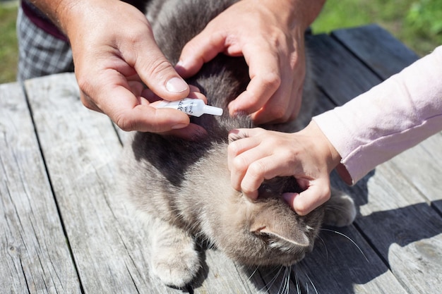 Il gatto grigio è trattato per pulci e zecche Tieni le mani di uomini e bambini