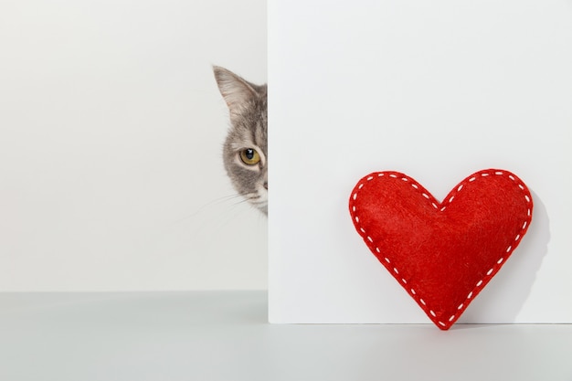 Il gatto grigio fa capolino dall'angolo, le emozioni degli animali, il cuore rosso del mestiere, il giorno di San Valentino, su un bianco, il concetto.