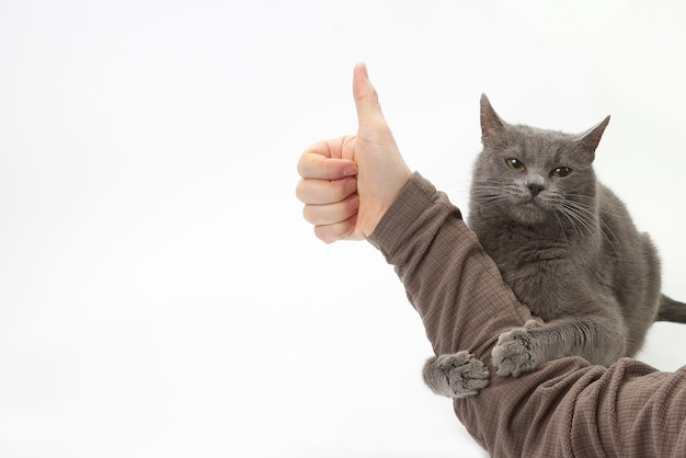 Il gatto grigio ha abbracciato la mano dell'uomo