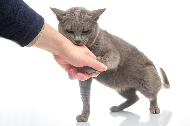 Il gatto grigio morde una mano dell'uomo su uno sfondo bianco predatori di gatti