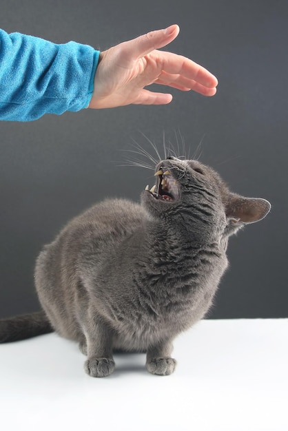 Il gatto grigio risponde in modo aggressivo al desiderio di una persona di accarezzarlo