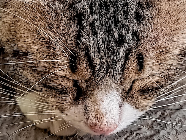 Il gatto grigio rustico che dorme pacificamente davanti alla terrazza è così adorabile