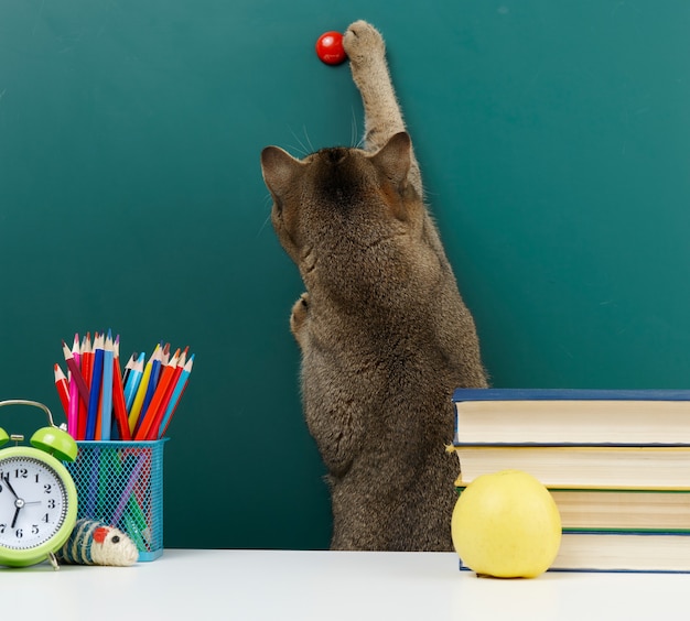 Il gatto grigio scozzese adulto dalle orecchie dritte allunga la zampa verso l'alto sullo sfondo di una lavagna verde in bianco della scuola. Di nuovo a scuola