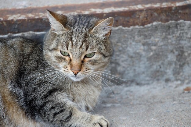 Il gatto grigio senzatetto giace sui gradini fuori