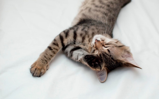 Il gatto grigio si lava sul letto Cute gatto a strisce lecca la pelliccia Il gattino è sdraiato sul letto e si lecca le zampe