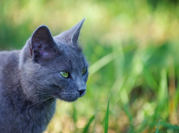 Il gatto grigio si siede a terra